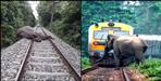 Two elephants killed in train collision in Haldwani