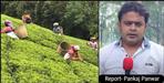 Special report on tea production in Dehradun