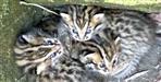 leopard cubs found in pithoragarh paankhu village