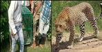 Leopard in Bhuttowala Rishikesh