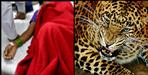 Leopard attacks on older women in jakholi rudraprayag