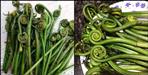 Benefits of lingura vegetable for immunity