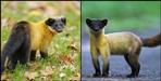 Yellow Throated Marten seen in Ramnagar