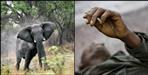 Elephant crushes woman and man in Pauri Garhwal