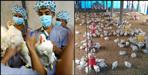 Uttarakhand prohibits import of chicken eggs