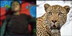 Curfew imposed in Uttarakhand Chilhad village due to fear of leopard