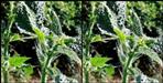Kandali may be effective in fighting Coronavirus