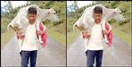 Chamoli Naveen Rawat takes cow baby to Dehradun
