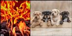 youth burnt four puppies alive in tandoor  case registered