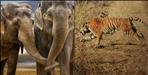 Rescue of tigress in Corbett National Park