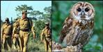 Increased security of owls in tiger reserve