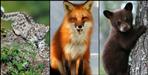 Rare creatures in the Valley of Flowers