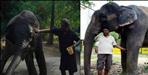 uttarakhand ramnagar rani elephant is heir of 5 crores