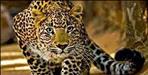 Leopard suddenly came on the road in Ramnagar