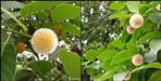 Kadamba flowers in Corbett National Park
