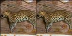 Villagers get relief from killing man eating Leopard
