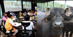 Haldwani Khashti Devi buffalo theft case in Uttarakhand CM office