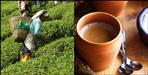 Almora herbal tea immunity booster