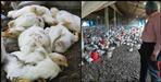 1 thousand chickens killed in Pauri Garhwal farm