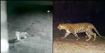 latest viral video of leopard in haldwani
