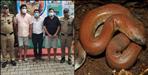 3 smugglers of red boa snake arrested