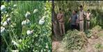 Poppy cultivation in Udham Singh Nagar Bindukheda