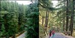 Cutting of trees will be reduced on Gangotri Highway