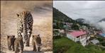 Leopard roaming with children in Guptkashi