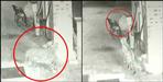 Leopard entered in petrol pump dugadda
