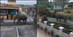 Coronavirus Uttarakhand:Uttarakhand elephant video of a colony viral