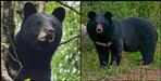 group of bears pounced on three people who were going to a relative s house