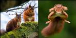 Flying red squirrel seen in Uttarakhand