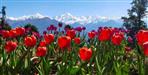 Tulip Garden in Pithoragarh