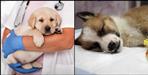uttarakhand pet dog parvo virus disease
