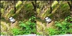 Car fell into a ditch in Almora