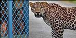 Leopard in school campus in Haridwar