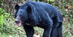 Two youths preparing for Agniveer were attacked by bear