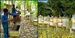 udhamsinghnagar district honey is also in demand in America