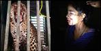 Female leopard caught in cage in Pauri Garhwal