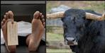 Stray bull attacks old man riding bicycle  dies during treatment in hospital