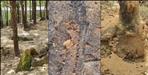 Dehradun ZOO Hoplo Borer 250 Trees Cut Again Infection