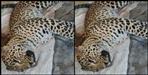 Leopard hunt in Tehri Garhwal