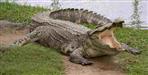 Crocodile pounces on youth in Udham Singh Nagar