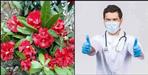 Buransh flower can cure coronavirus