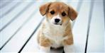 Owner killed his pet dog in Dehradun