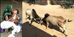 child dies in Bulls fight in Rishikesh market