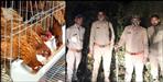 SOG deployed to protect roosters in Roorkee