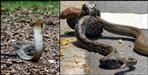 Cobra swallows python in ramnagar uttarakhand