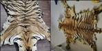 Smuggler arrested with tiger skin in Khatima