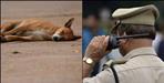 Councilor Sukhbir Butola accused of killing a dog in Dehradun